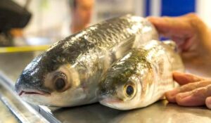 Tainhas no balcão do mercado do peixe