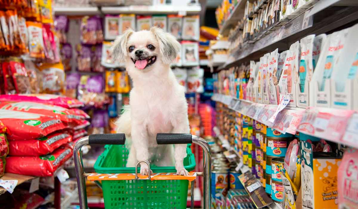 Cachorrinho na pet shop