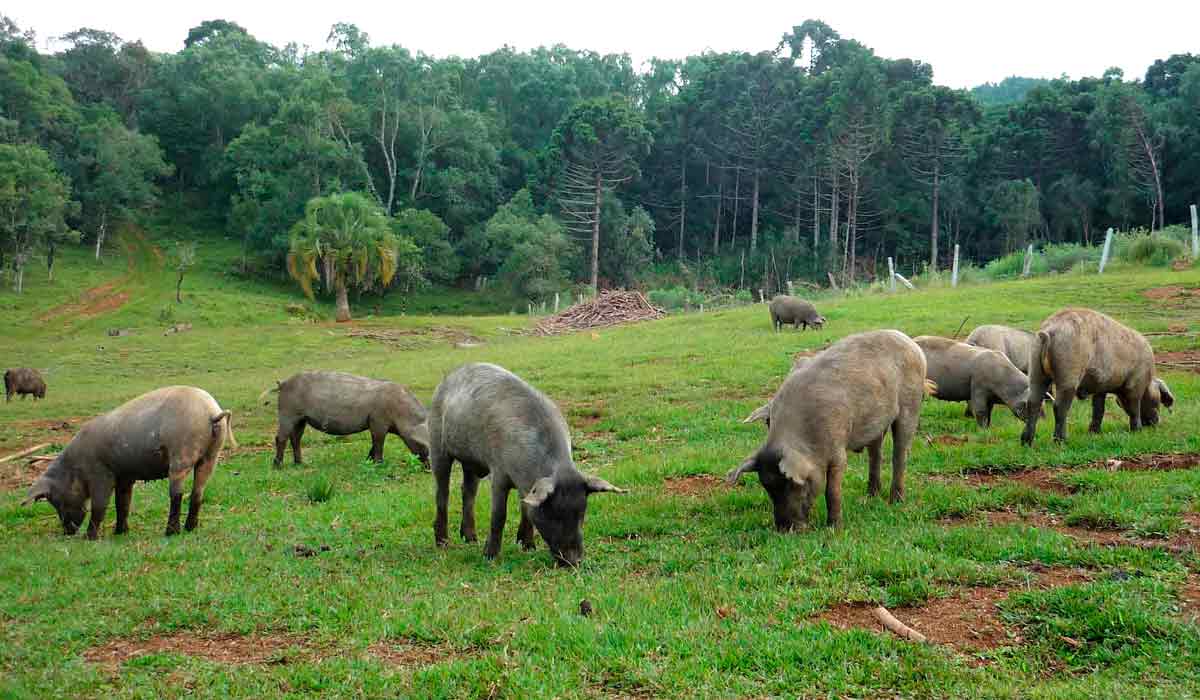 A raça Moura, brasileira que remonta há 300 anos, é estudada por equipe multidisciplinar da Universidade Federal do Paraná (UFPR)