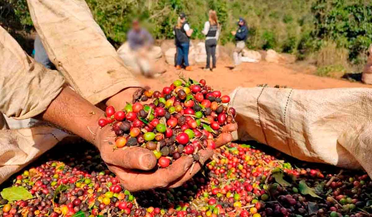 Operação de fiscais do trabalho. Trabalhadores aliciados para trabalharem em fazendas de café em condições análogas à escravidão