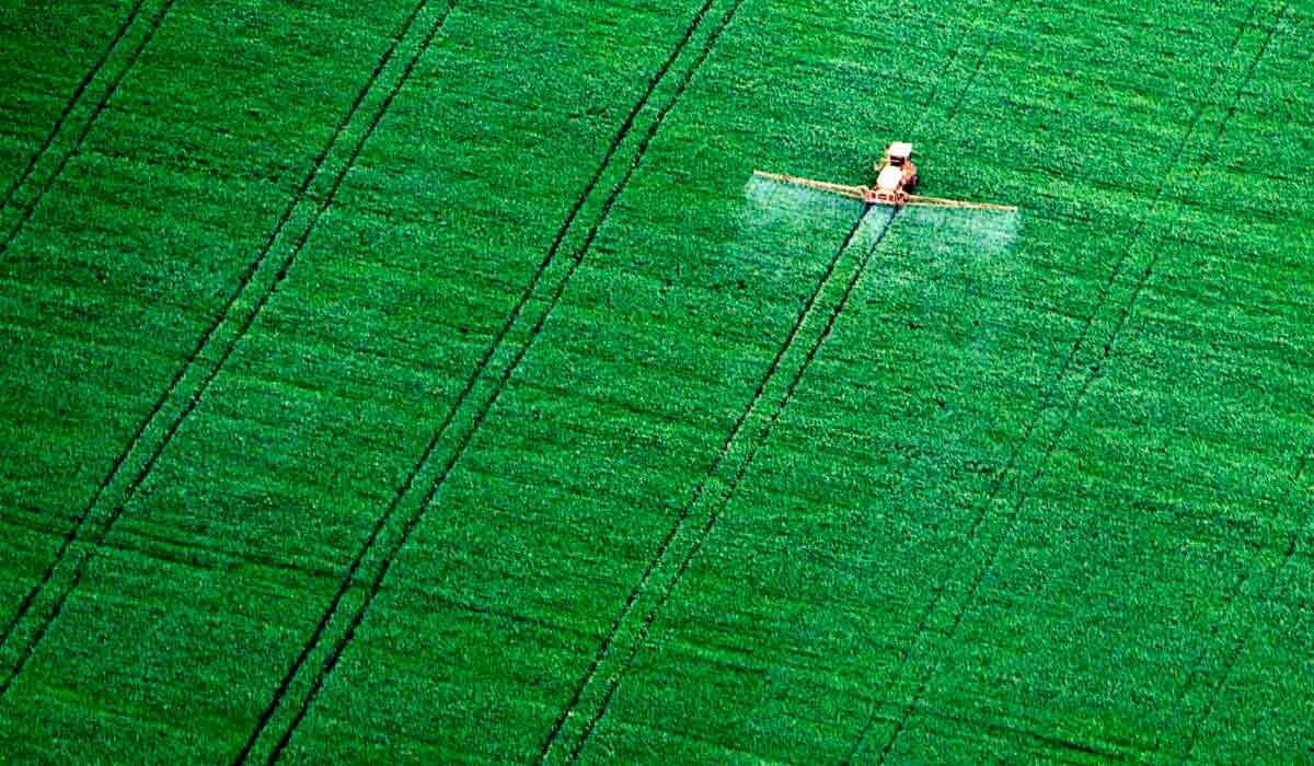 Plantação de soja na região de Sinop, MT - Foto: Alberto Cesar Araujo/Amazonia Real