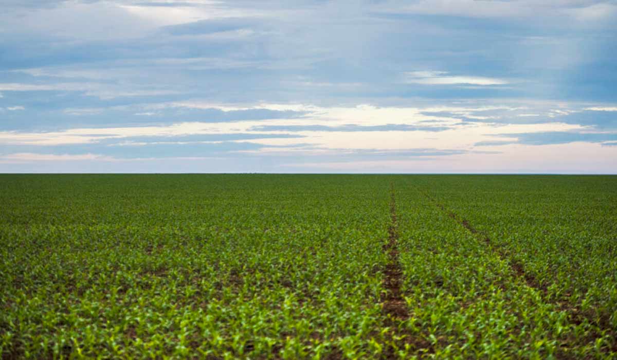 Área de plantação de soja próxima ao município de Brasnorte, noroeste de Mato Grosso - Foto: Marcelo Camargo/Agência Brasil