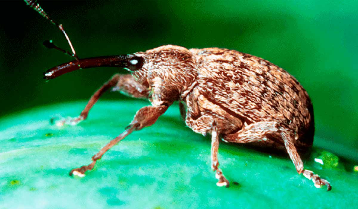 Bicudo-do-algodoeiro (Anthonomus grandis)