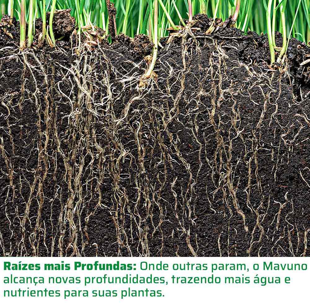 Raízes mais profundas: Onde outras param, o capim mavuno alcança novas profundidades, trazendo mais água e nutrientes