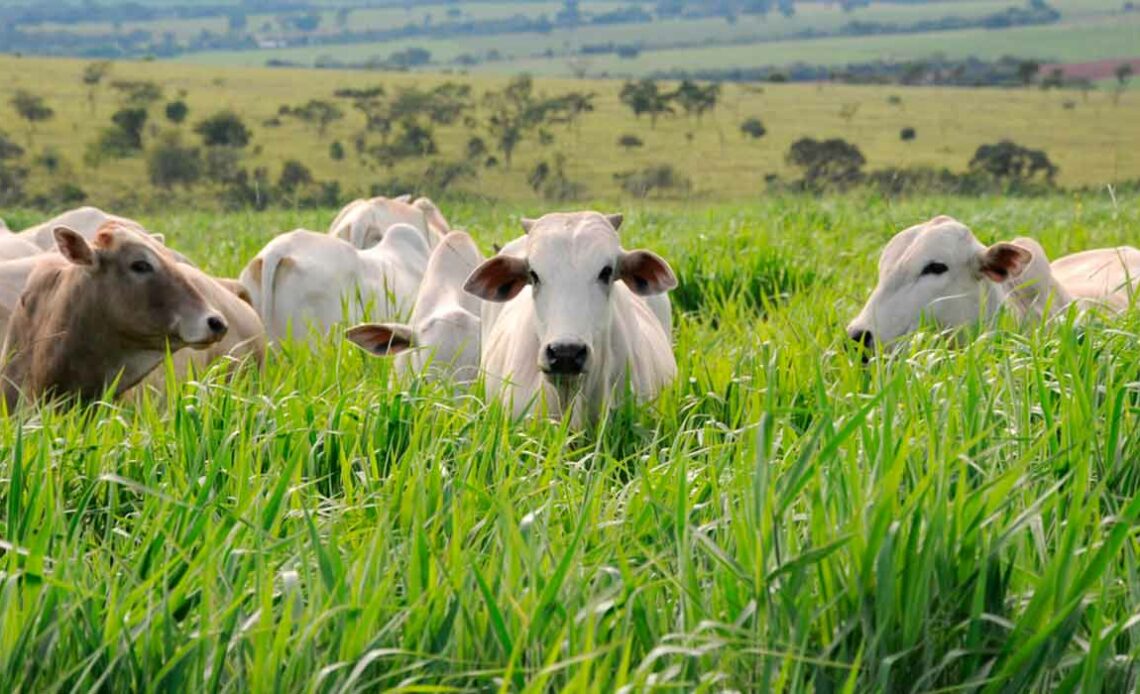 Animais no pasto de mavuno