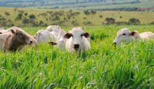 Animais no pasto de mavuno