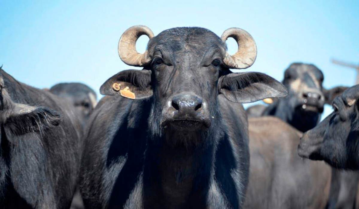 O búfalo tem atraído novos adeptos Rio Grande do Sul