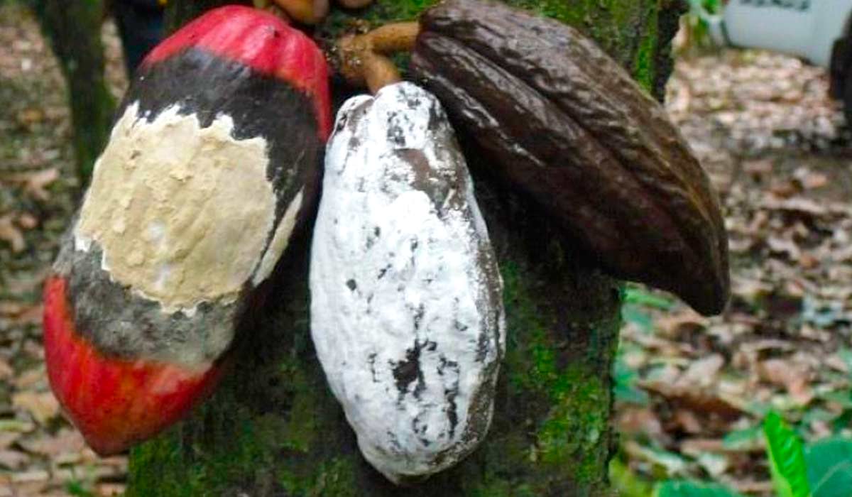 Frutos atacados pela monilíase, doença devastadora para o cacaueiro, cujo agente causal é o fungo Moniliophthora roreri