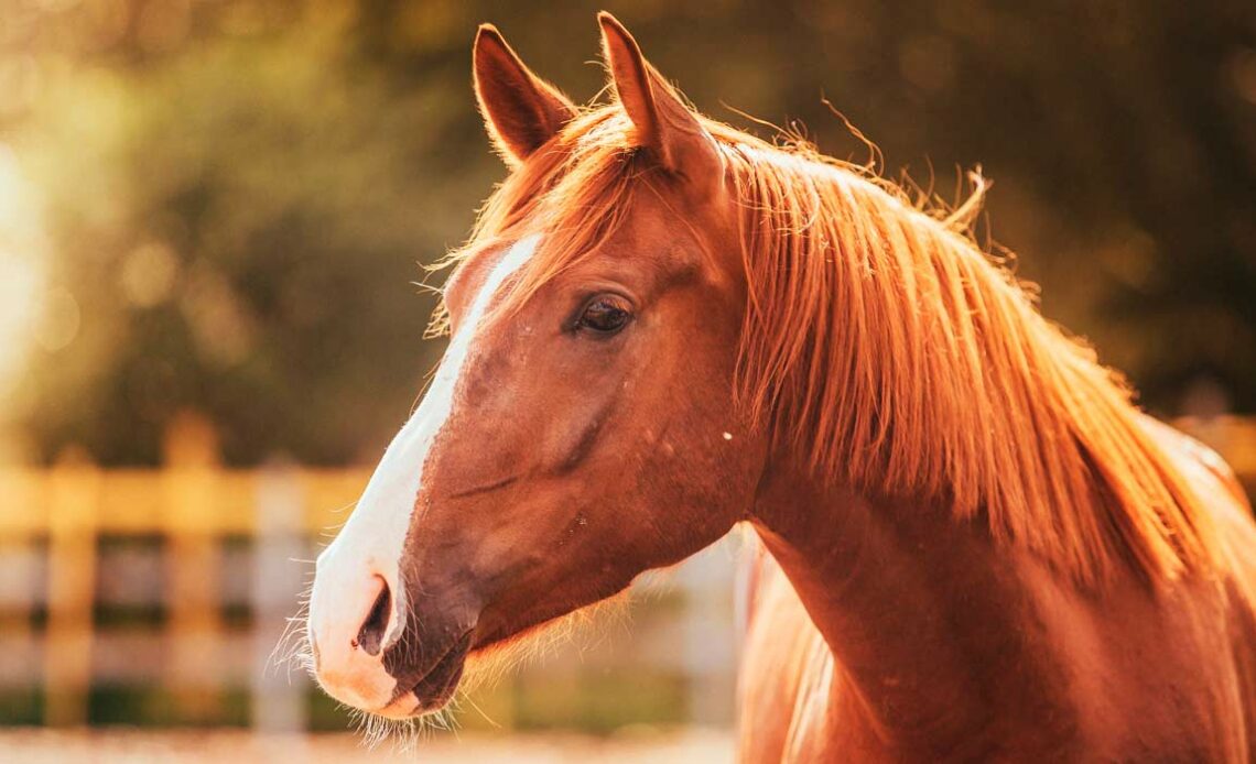 Manejo equino é fundamental para a prevenção das doenças cutâneas