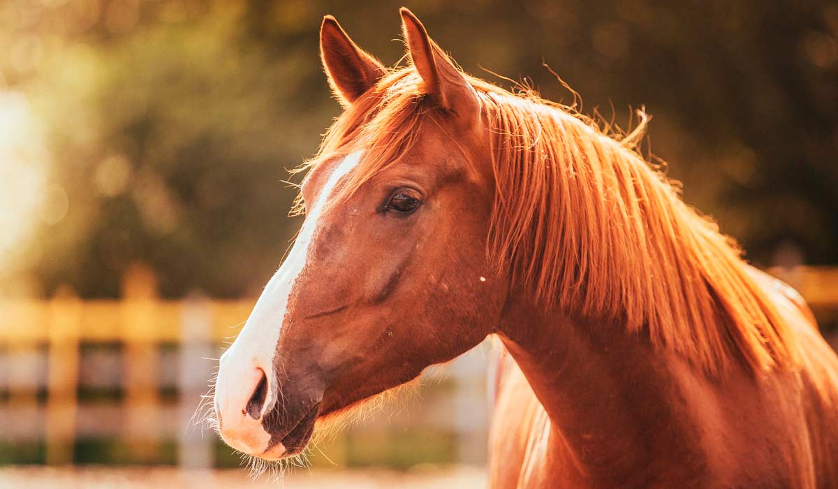 Manejo equino é fundamental para a prevenção das doenças cutâneas