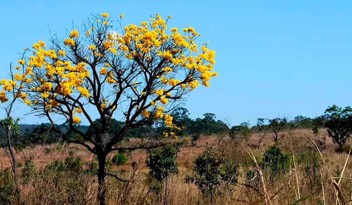 Governo de Goiás lançou o programa Cerrado em Pé - Foto: Toninho Tavares/Agência Brasília