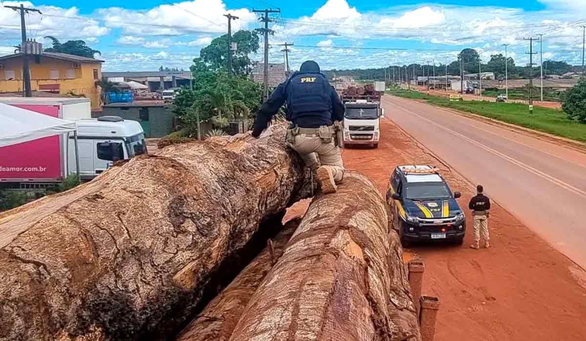 Madeira ilegal apreendida pela PRF em Roraima em 2023 - Foto: PRF