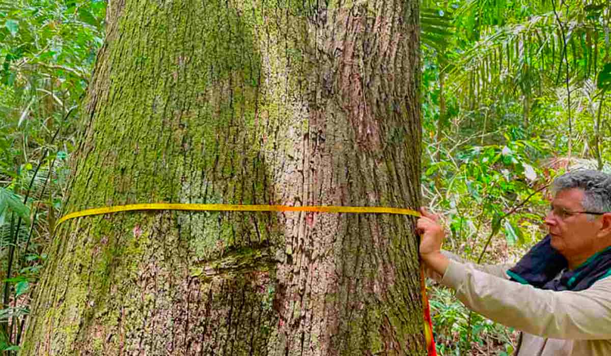 Medição do diâmetro de árvore adulta na floresta - Foto: Marcus Vinício D'Oliveira