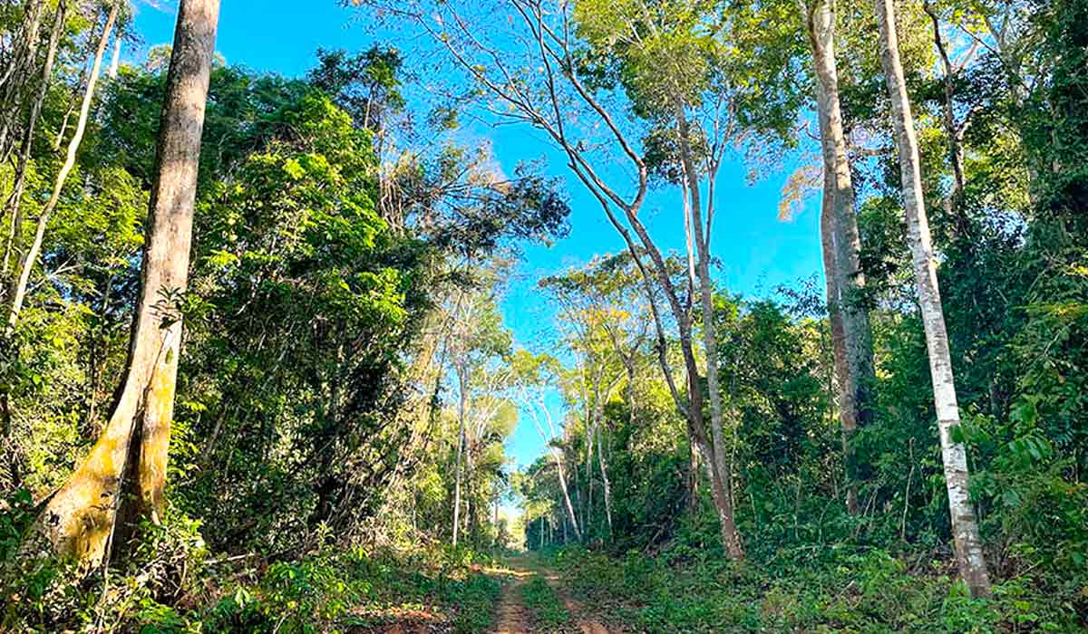 Ramal de acesso à floresta da Fazenda Iracema, no município de Lábrea (AM) - Foto: Marcus Vinício D'Oliveira