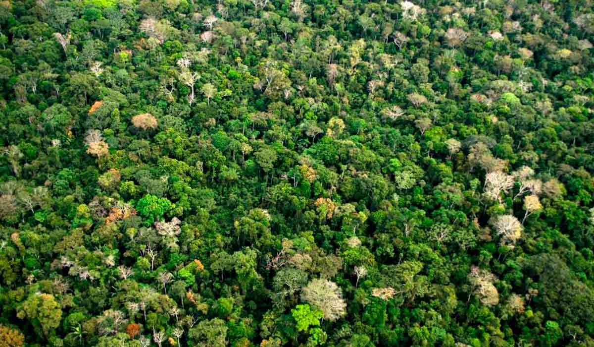 Visão aérea da floresta amazônica no estado do Acre - Foto: Guilherme Noronha