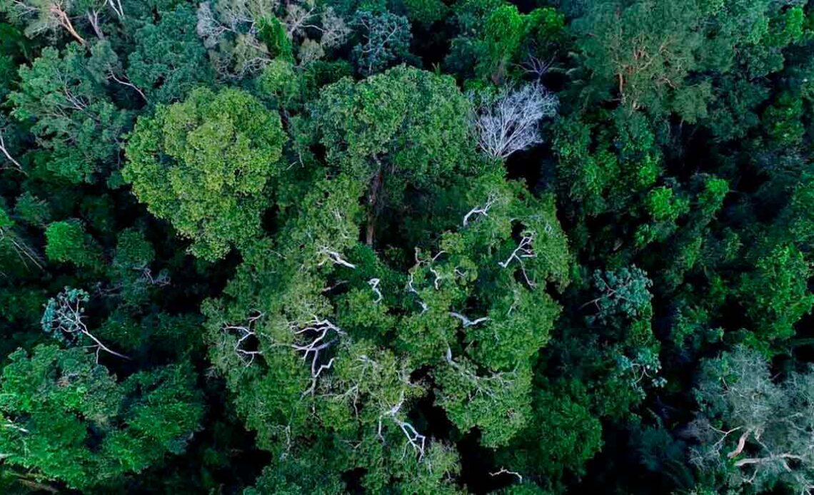 Normalmente, nomanejo florestal, após todo o processo de colheita, a área fica em repouso por 25 anos para regeneração da floresta, se preparando para o próximo ciclo de corte