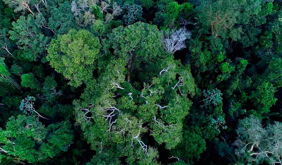 Normalmente, nomanejo florestal, após todo o processo de colheita, a área fica em repouso por 25 anos para regeneração da floresta, se preparando para o próximo ciclo de corte