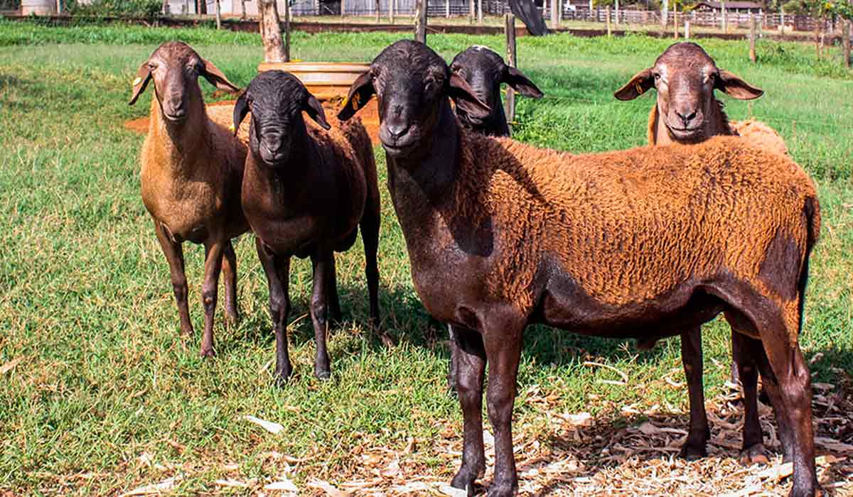 Os resultados do estudo colaboram para a seleção de animais e raças ovinas mais resistentes - Foto: Gisele Rosso