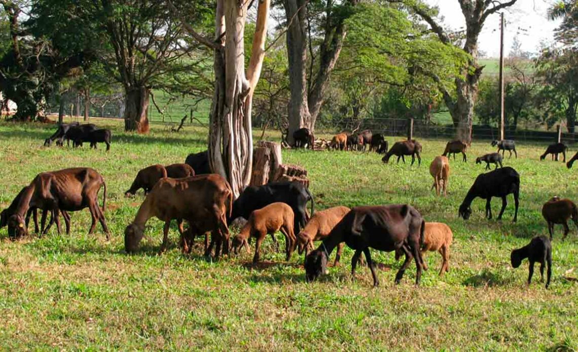 Ovinos da raça Santa Inês - Foto: Ana carolina de Souza Chagas