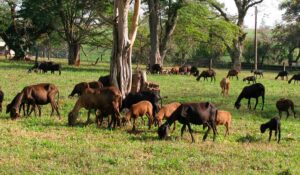 Ovinos da raça Santa Inês - Foto: Ana carolina de Souza Chagas