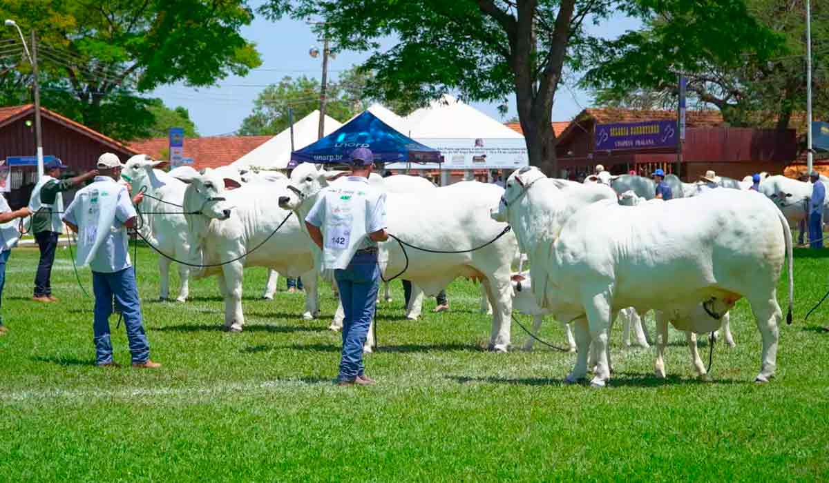 Animais na pista de julgamento