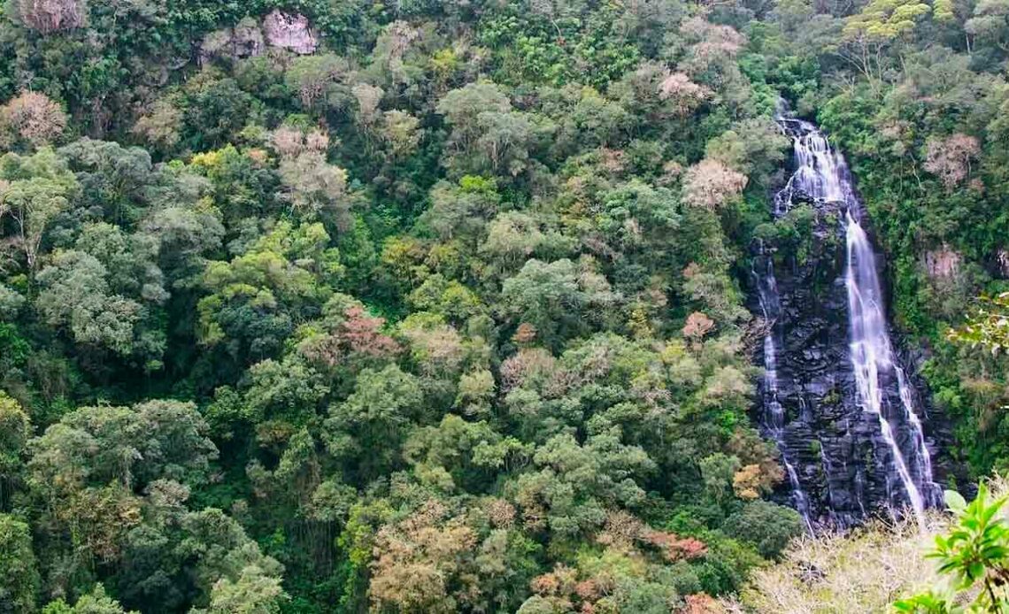 Cenário na Flona de São Francisco de Paula - Foto: ICMBio