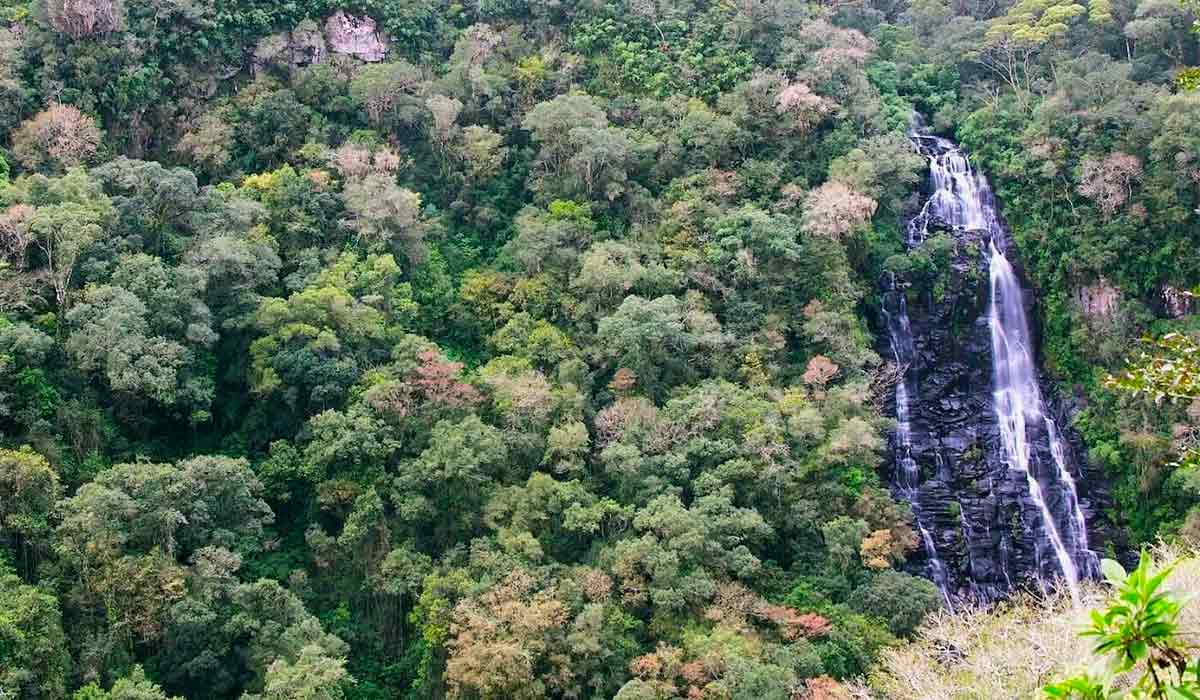 Cenário na Flona de São Francisco de Paula - Foto: ICMBio