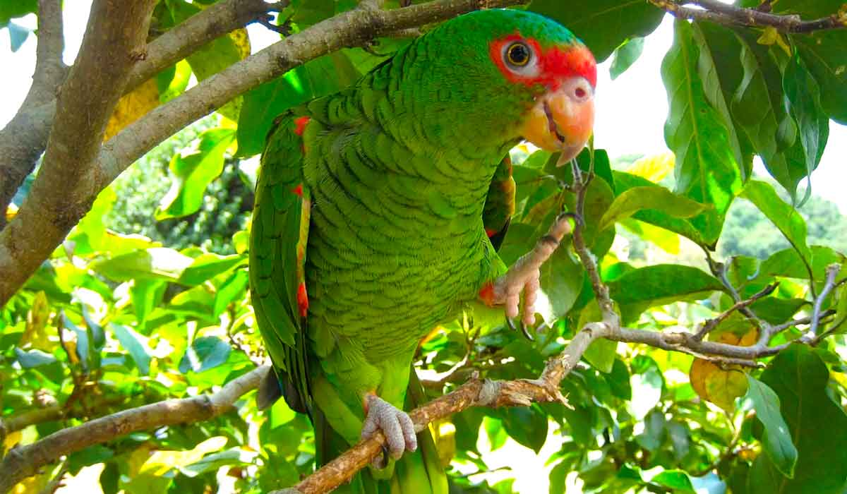 O papagaio-charão (Amazona pretrei) é um dos animais encontrados nas Flonas de Canela e de São Francisco de Paula -  Foto: Marie/Creative Commons)