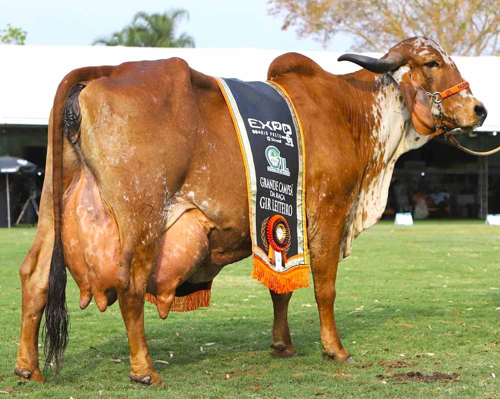 Britânia FIV do BASA, extrapolou às expectativas e concretizou feitos inéditos na Exposição Nacional do Gir Leiteiro em São José do Rio Preto/SP