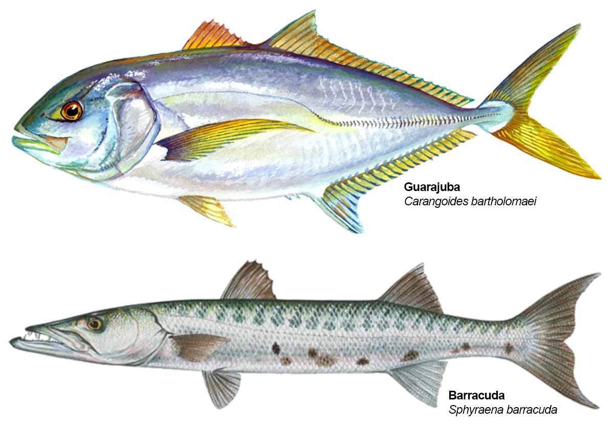 Guarajuba (Carangoides bartholomaei) e Barracuda (Sphyraena barracuda)