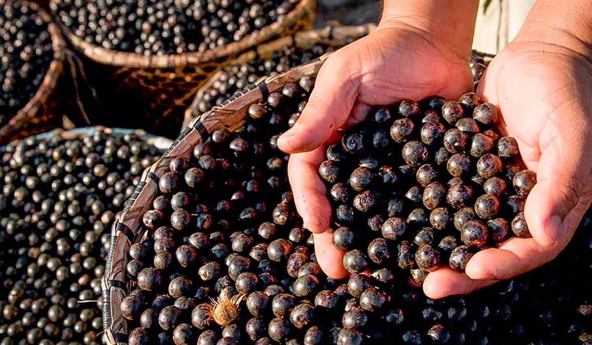 Açaí de Feijó, AC, conquistou a primeira Indicação Geográfica para o produto no país