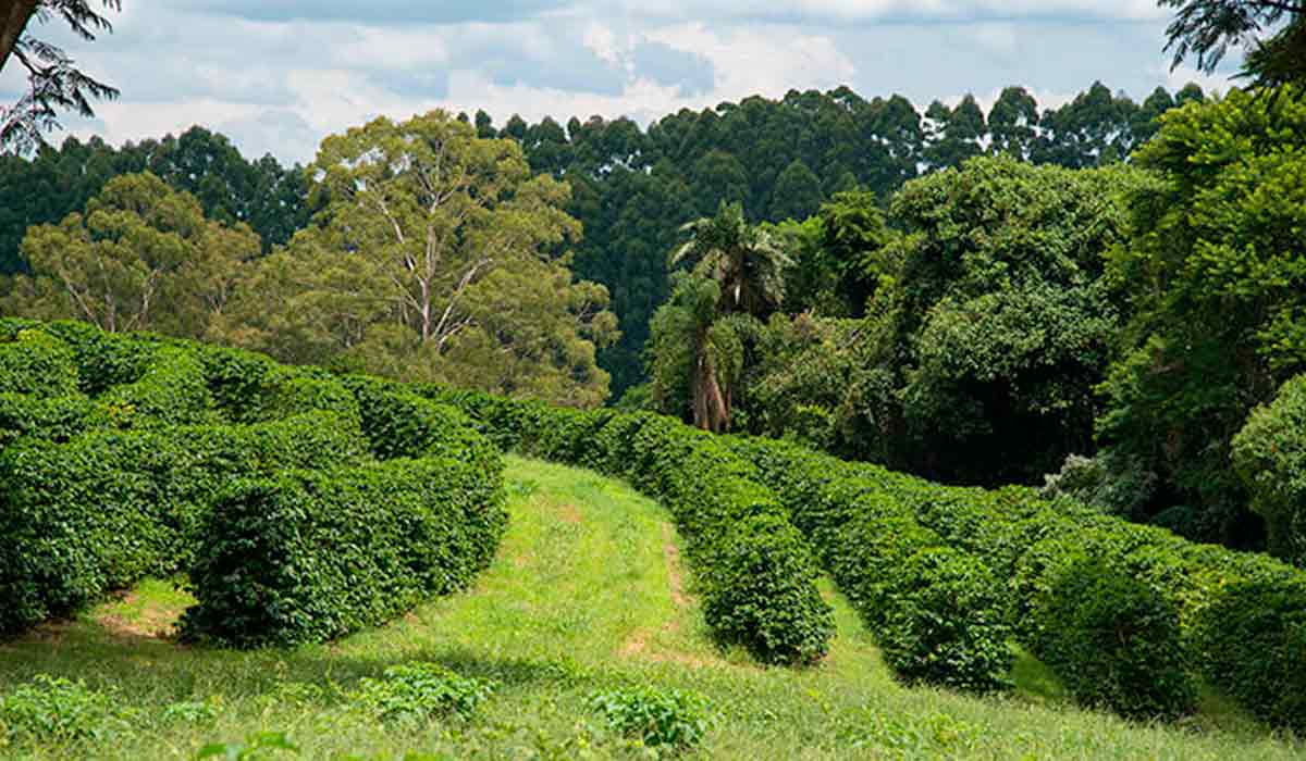 Cafezal em Pardinho