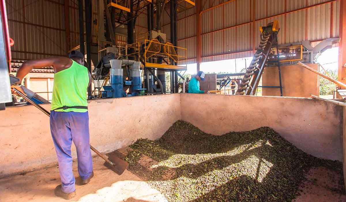 Processos da produção dos grãos: lavador que separa por peso - de um lado sai o café boia e do outro os dois, mais pesados, o verde e o cereja - Foto: Felipe Gombossy