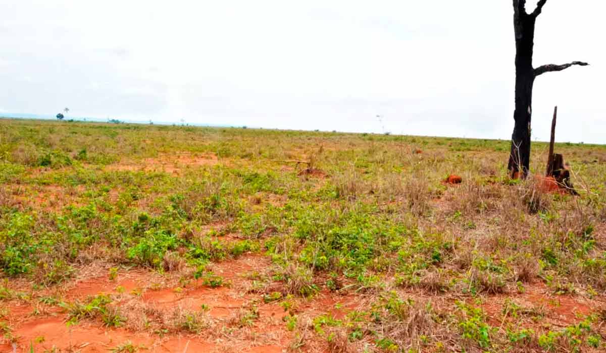 Pastagem degradada para conversão em área agricultável