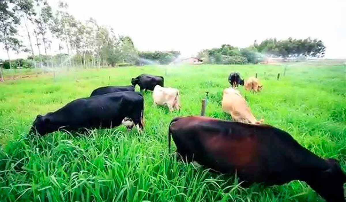 Pastagem com sistema de irrigação por aspersão, além de irrigar o pasto refresca o ambiente para os animais