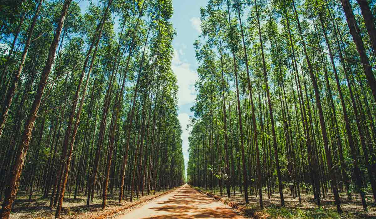 Área de florestas plantadas ficou em 9,7 milhões de hectares no ano passado, acréscimo de 2,5% ante 2022