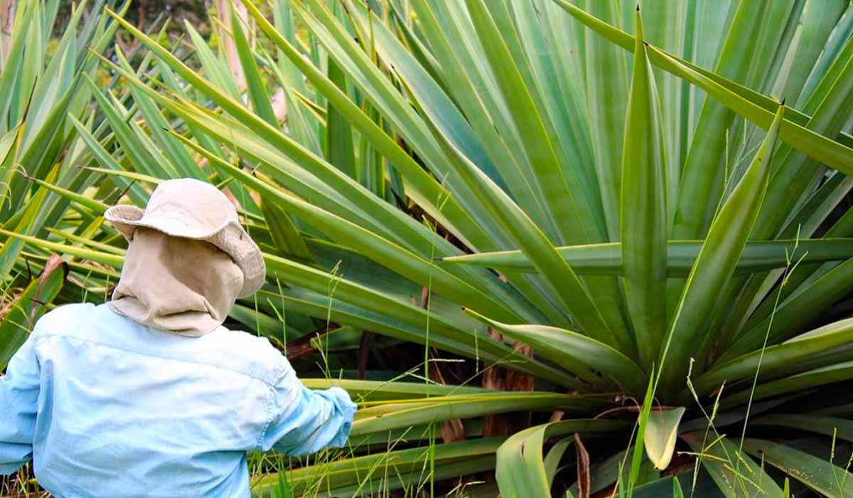 A produtividade do sisal é comparada à produtividade da cana de açúcar, que é a principal matéria-prima para produção de etanol no Brasil hoje