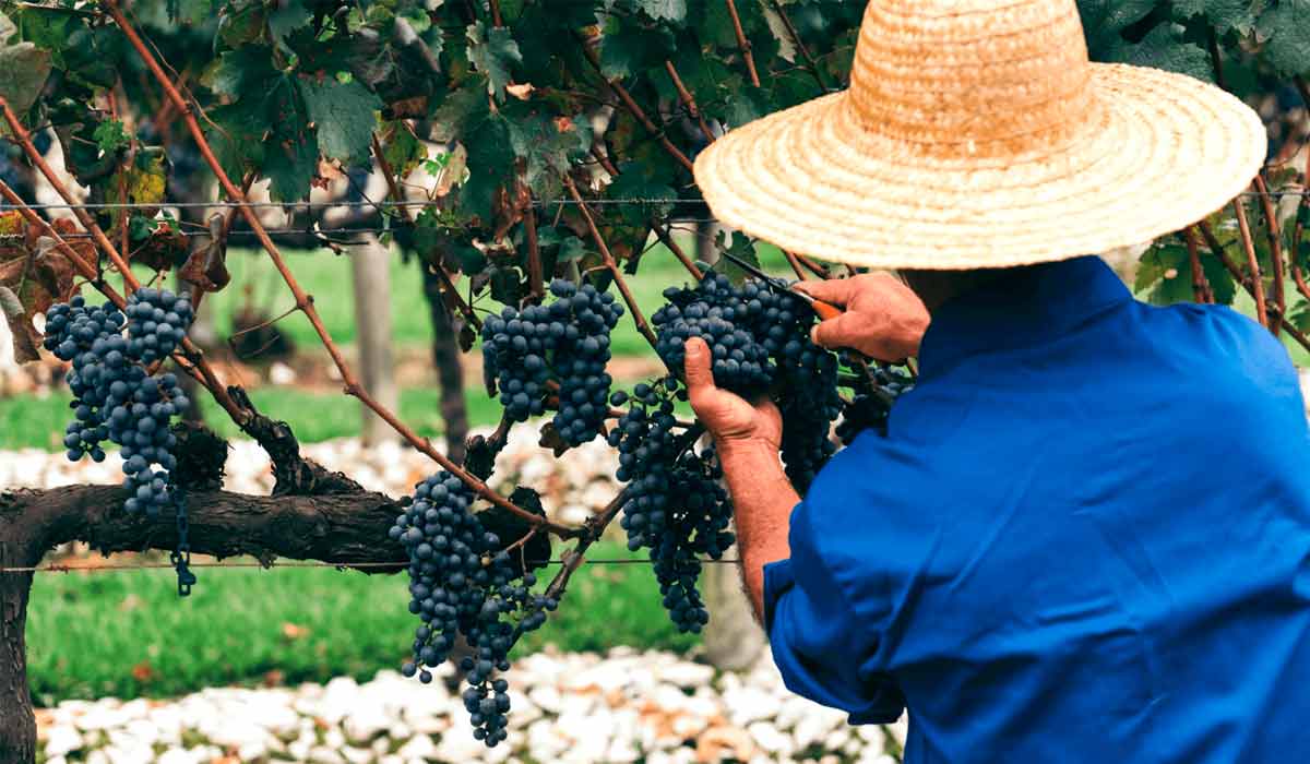 O excesso de chuvas e as doenças fúngicas são apontadas como alguns dos fatores responsáveis pela queda na produção