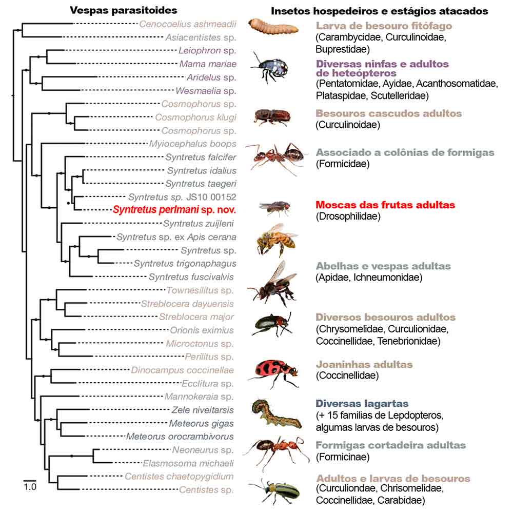 Drosophila adultas são parasitadas por uma espécie até então não descrita de euforino gênero Syntretus