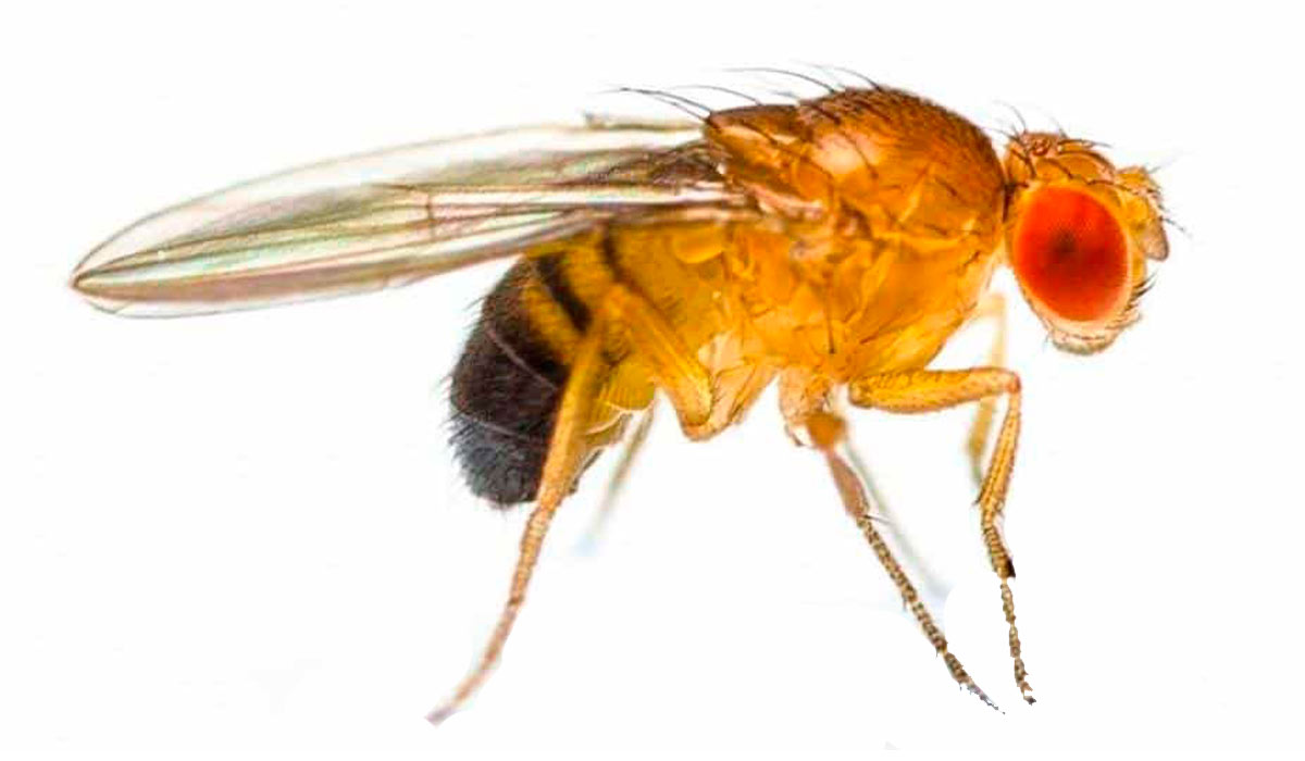 A mosca Drosophila melanogaster é amplamente utilizada como um organismo modelo, principalmente em pesquisas de genética