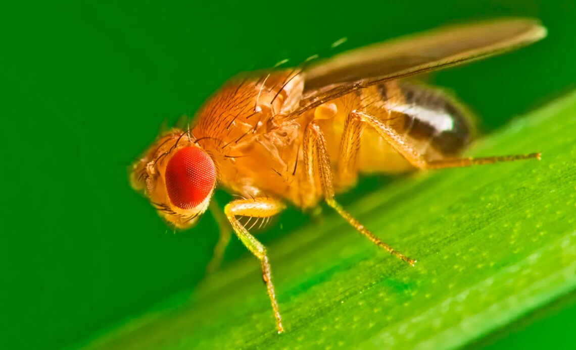 Mosca da fruta (Drosophila spp.)