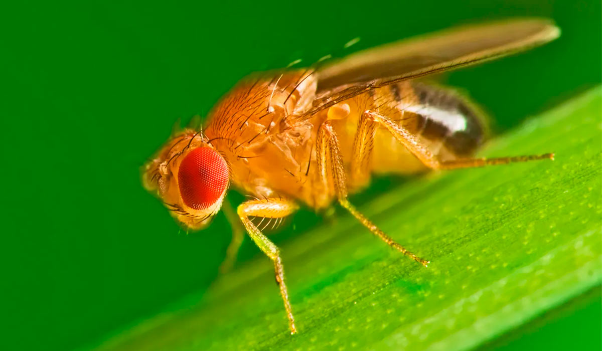 Mosca da fruta (Drosophila spp.)