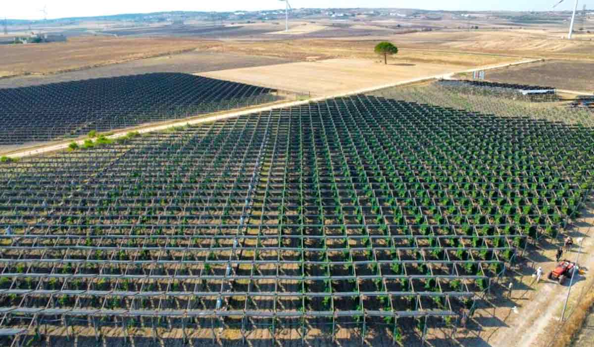 O projeto chama-se Vigna Agrivoltaica di Comunità e conta com 7.770 painéis solares de película fina de dupla união