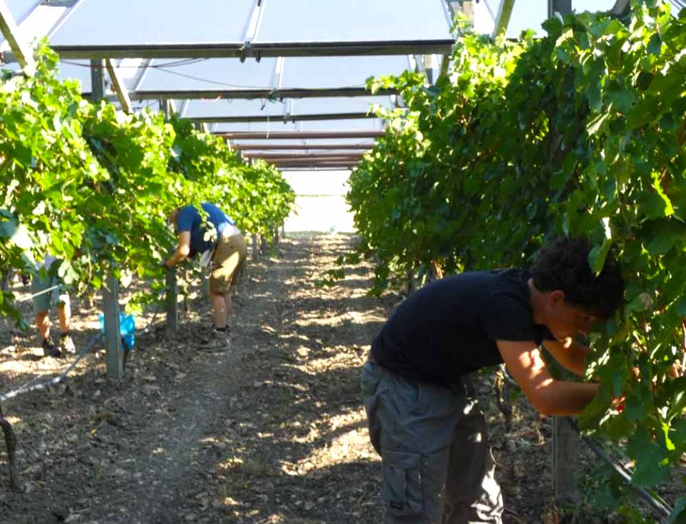 Colhendo uvas sob a sombra dos painéis solares