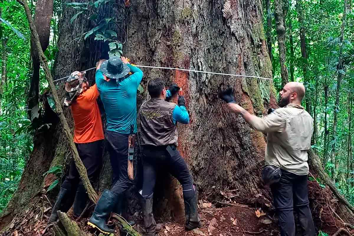 Membros da expedição medindo a árvore gigante com circunferência de quase 10 metros - Foto: João Ramos de Matos Filho