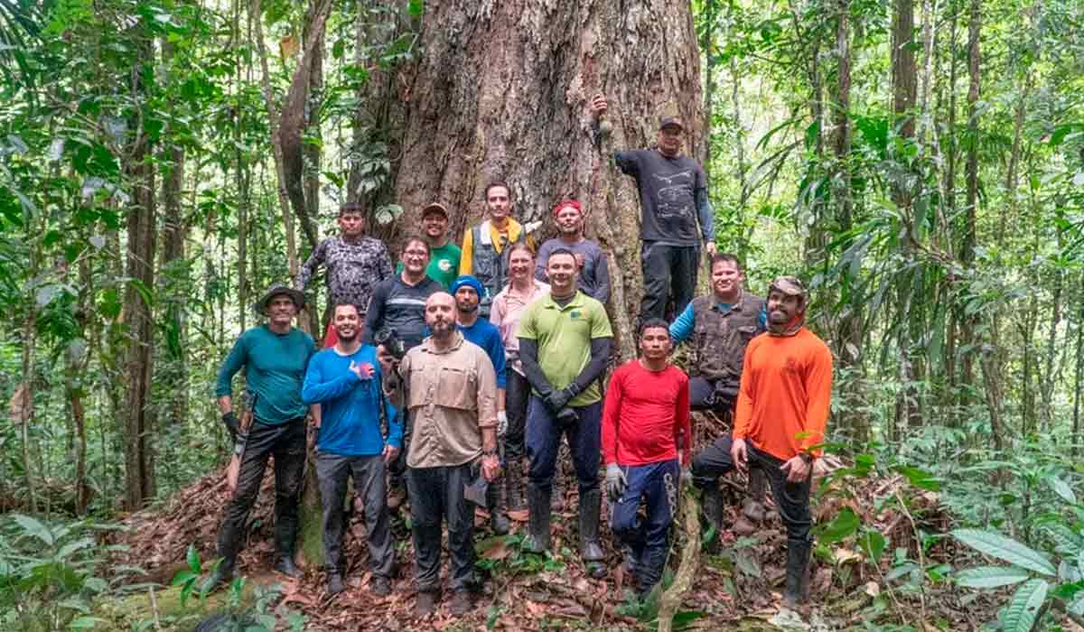 Integrantes da expedição que chegou até a árvore em 2022, posa diante do angelim vermelho, no Amapá. É a maior árvore já catalogada na amazônia — Foto: Havita Rigamonti/IMAZON/IDEFLOR