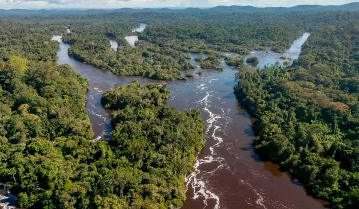 Discutida com a comunidade local, a nova Unidade de Conservação vai proteger a maior árvore da América Latina, O angelim-vermelho de 88,5 m de altura - Foto: Fernando Sette/Agência Brasil