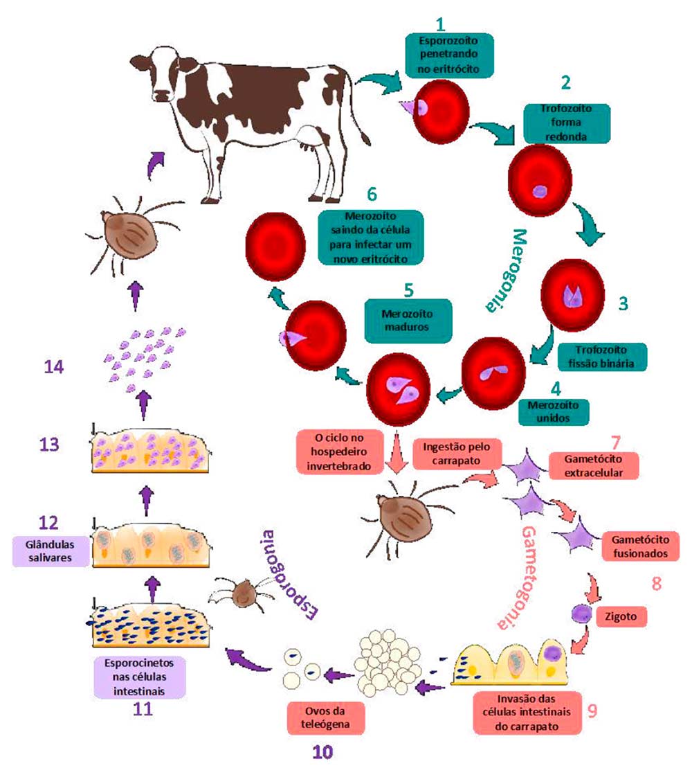 Ciclo de vida de Babesia bovis e B. bigemina nos hospedeiros intermediário (bovino) e definitivo (carrapato). Adaptado de Chauvin et al. (2009) e Mosqueda et al. (2012)