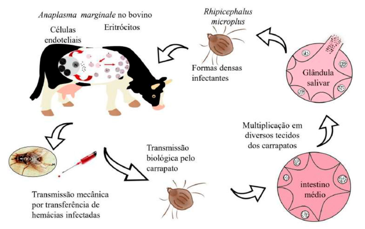 Ciclo biológico do Anaplasma marginale nos hospedeiros intermediário (bovino) e definitivo (carrapato) e vias de transmissão mecânica e biológica - Ilustração: Isabela Melo, 2019