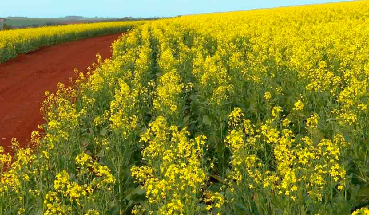 Também chamada de "soja de inverno", a canola exige um sistema de produção estabelecido de rotação de culturas porque demanda planejamento, gestão e muito profissionalismo